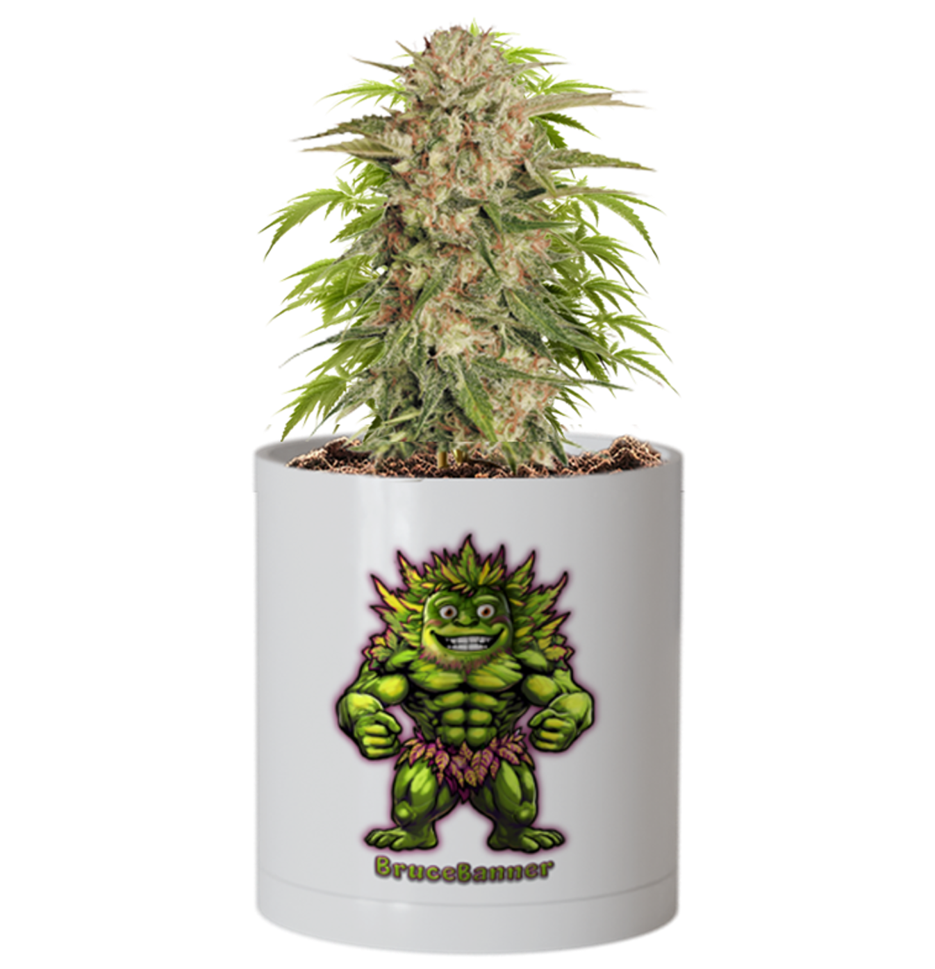 CheebaPet Planter Kit - Alpha Collection - BruceBanner