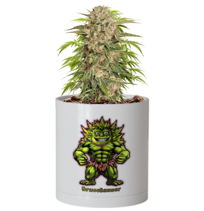 CheebaPet Planter Kit - Alpha Collection - BruceBanner