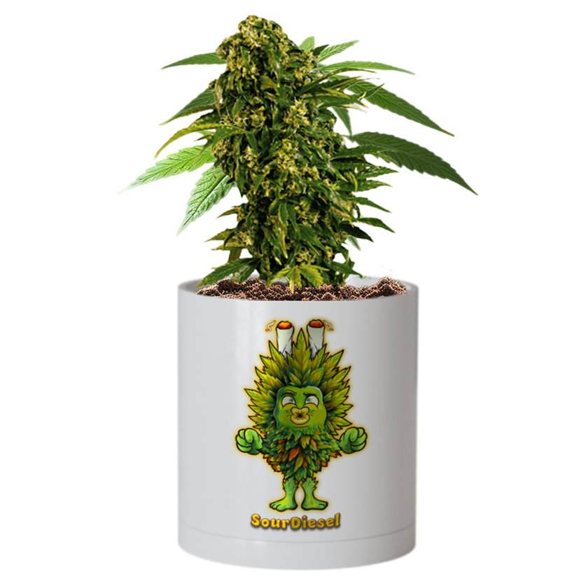 CheebaPet Planter Kit - Alpha Collection - SourDiesel