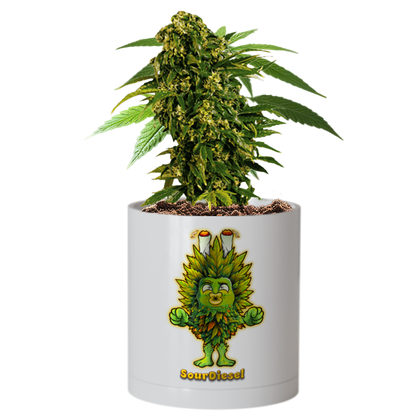 CheebaPet Planter Kit - Alpha Collection - SourDiesel